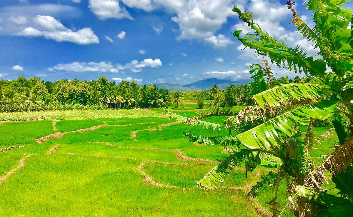 Sri Lanka bike trip rice paddies 