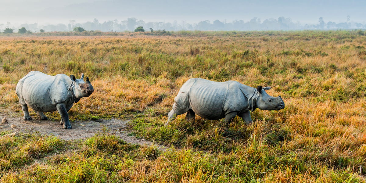 India Bike & Boat tour one-horned rhino