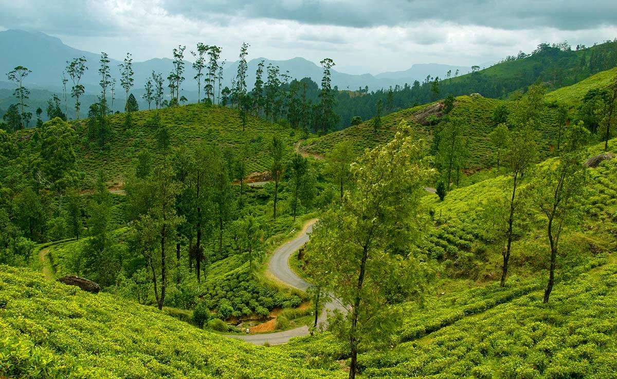 Sri Lanka bike tour - tea plantations