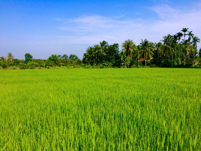 Rice field in the Mekong Delta