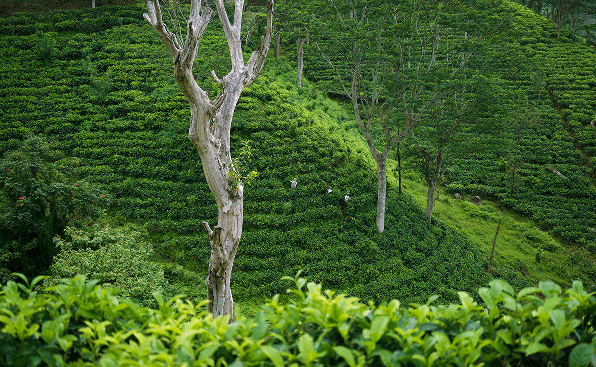 Sri Lanka travel tea plantations