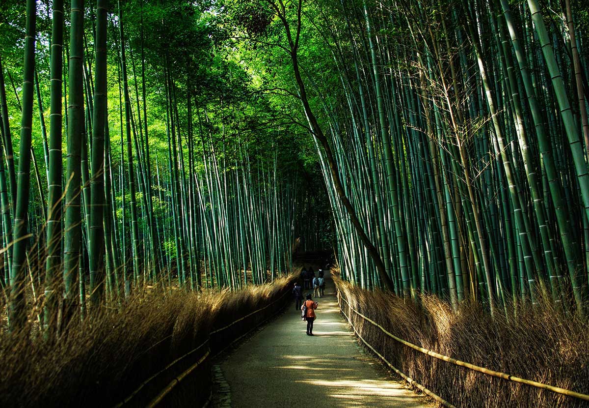 Things to do in Kyoto - Arashiyama bamboo groves