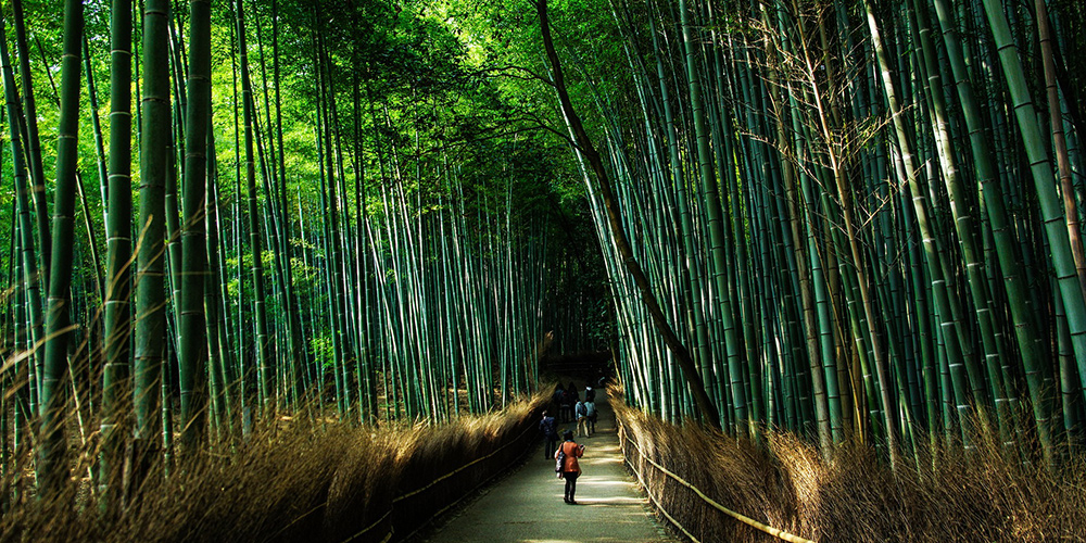 Stunning Shikoku bike tour in Japan