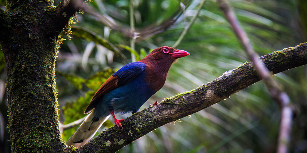 Blue Magpie in Sri Lanka