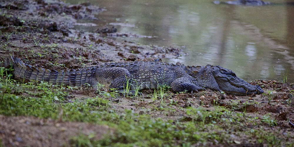 Crocodiles in Sri Lanka