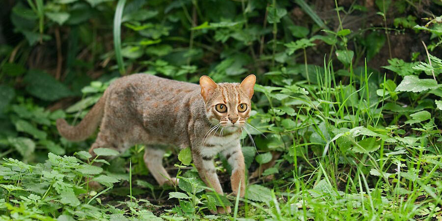 Rusty spotted cat in Sri Lanka