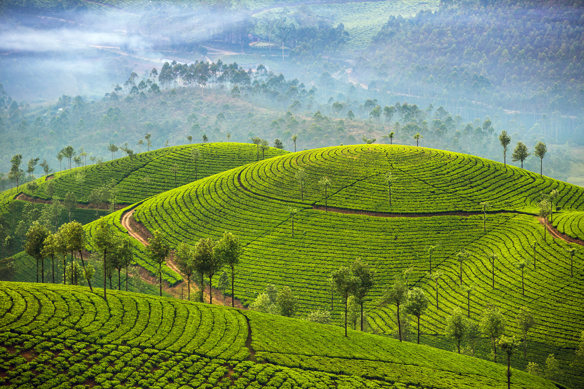 Terraced tea plants on hills in Sri Lanka