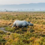Rhino wandering through grasslands of India