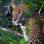 Leopard in forest of Sri Lanka