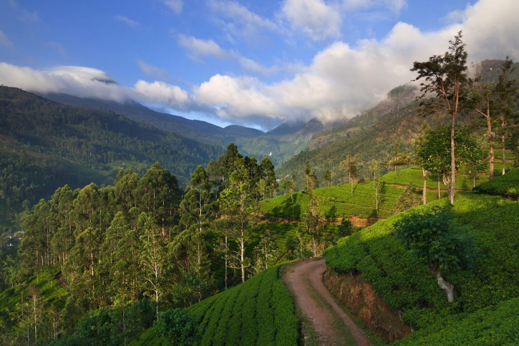 Ridged tea plantations on hills in Sri Lankan countryside