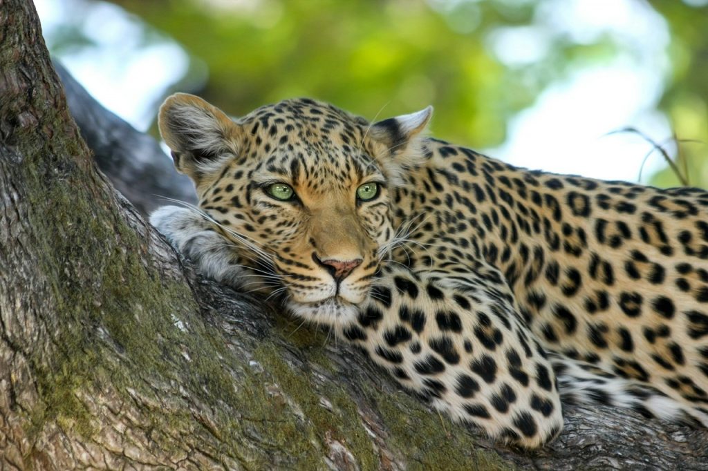 Leopard on tree trunk in Sri Lanka