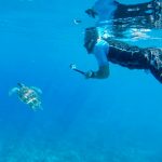 Person underwater with camera filming sea turtle