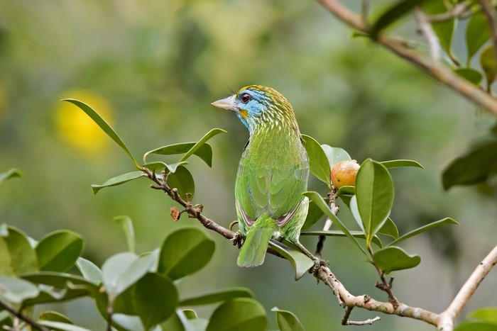 Painted bunting on tree branch in rainforest of Sri Lanka
