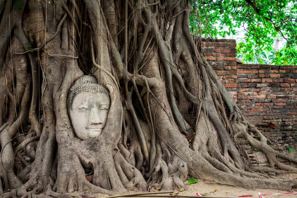 Head in strangler fig tree in Ayutthaya, Thailand