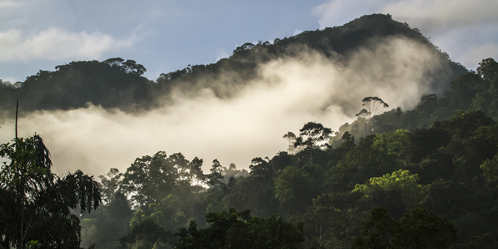 Sinharaja Rainforest in Sri Lanka