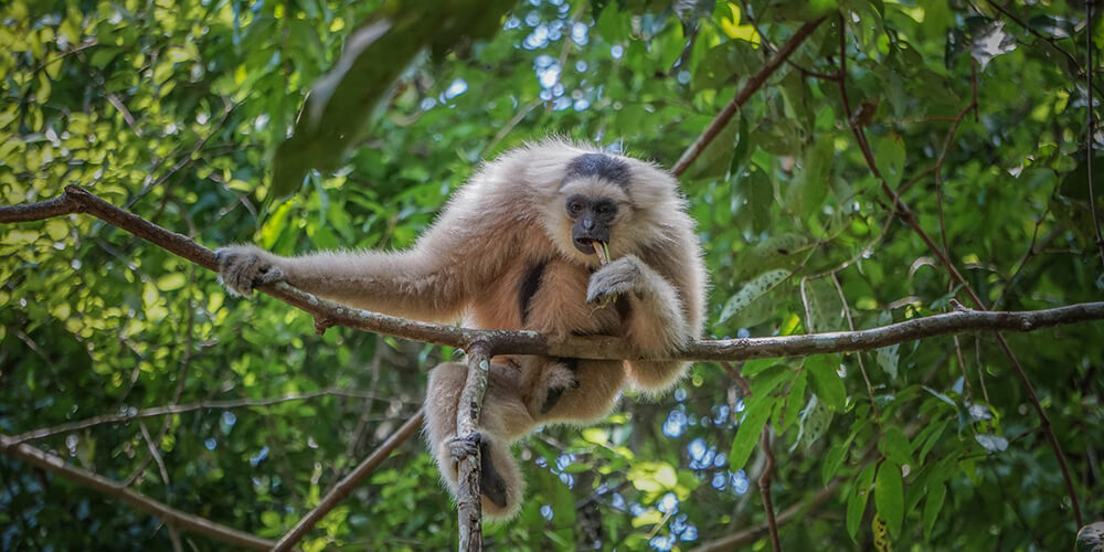 a gibbon spotted in Siem reap 