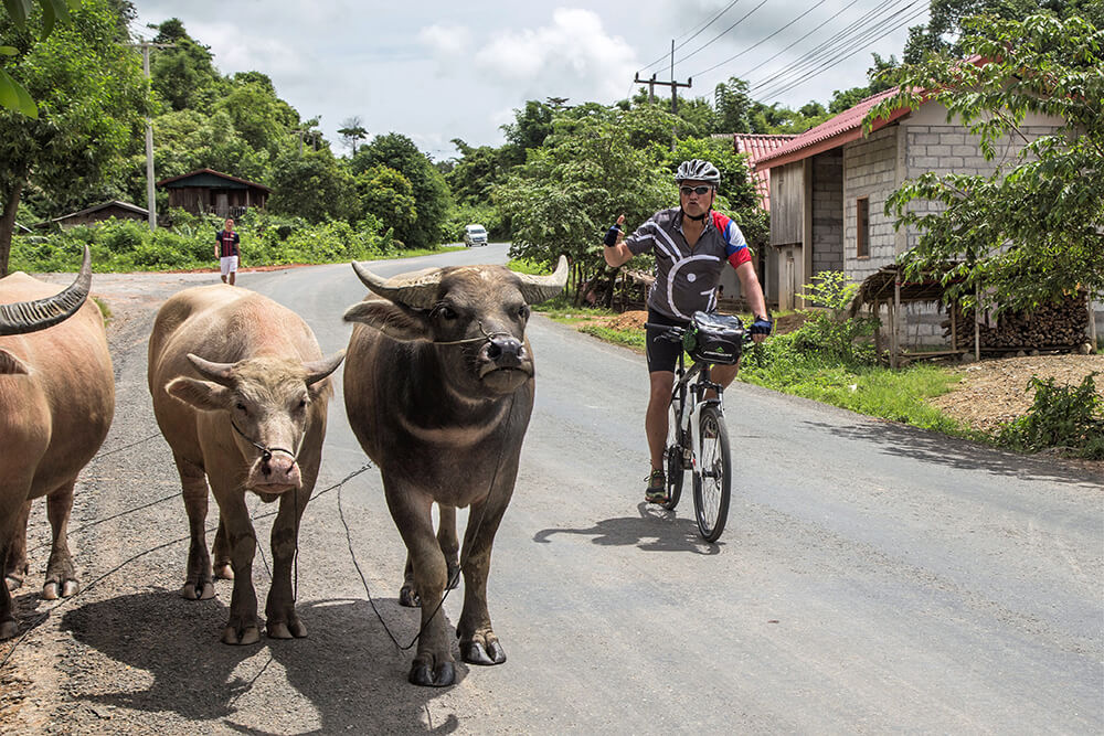Memories of meeting buffalo in Laos