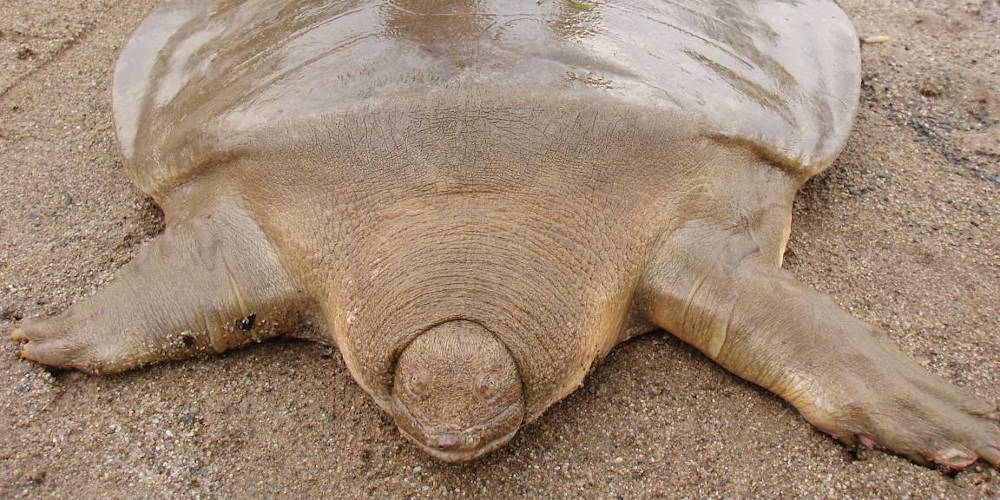 A giant softshell turtle, one of 5 unique animals you can find in Cambodia
