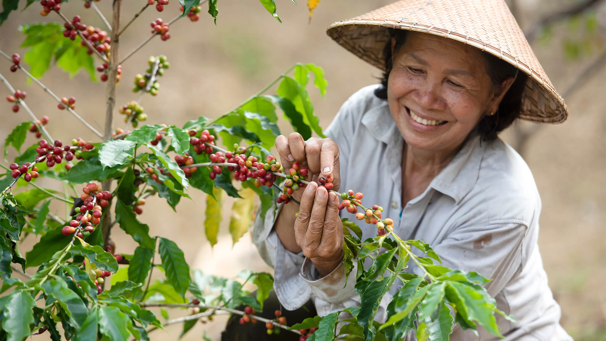 Coffee farmer in Vietnam