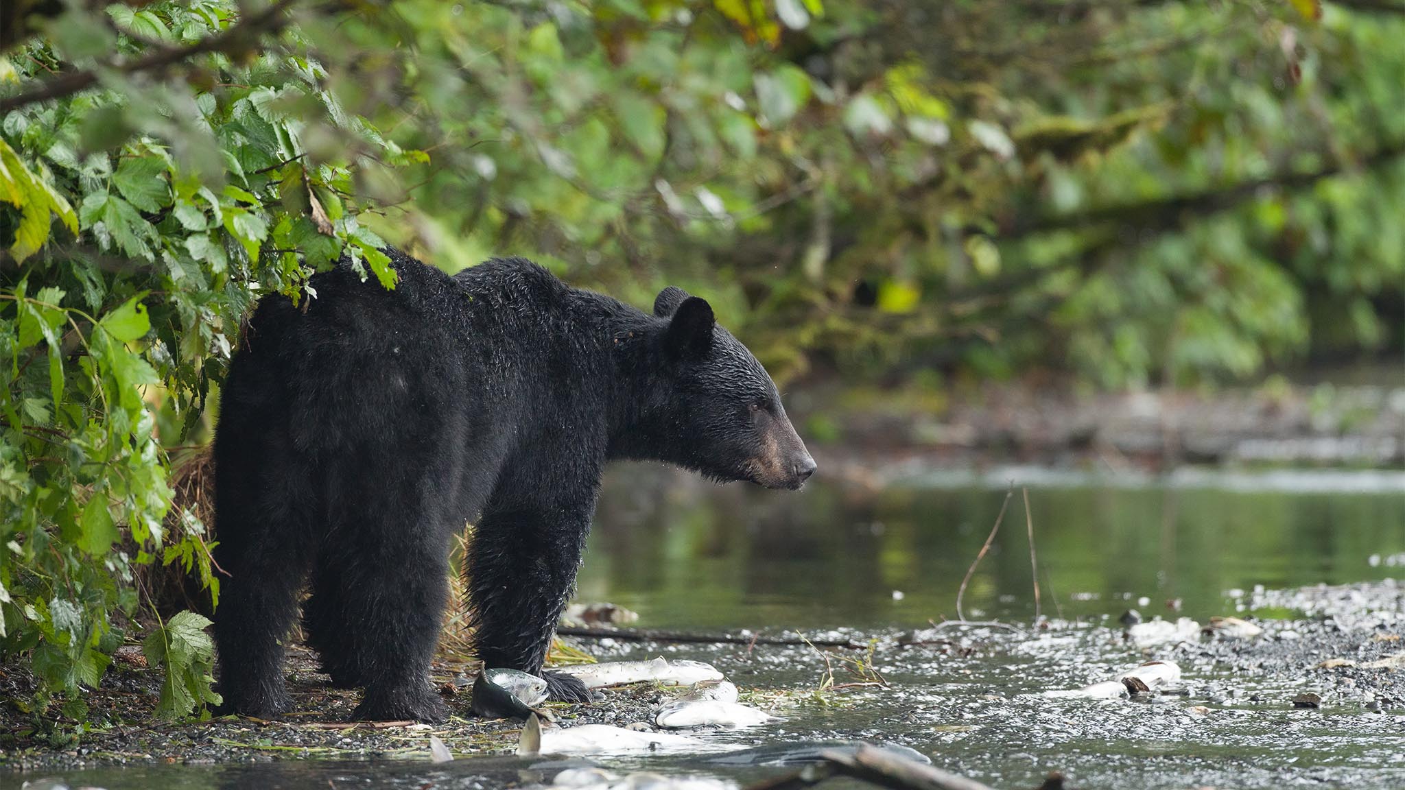 Black Bear in Tongass National Park