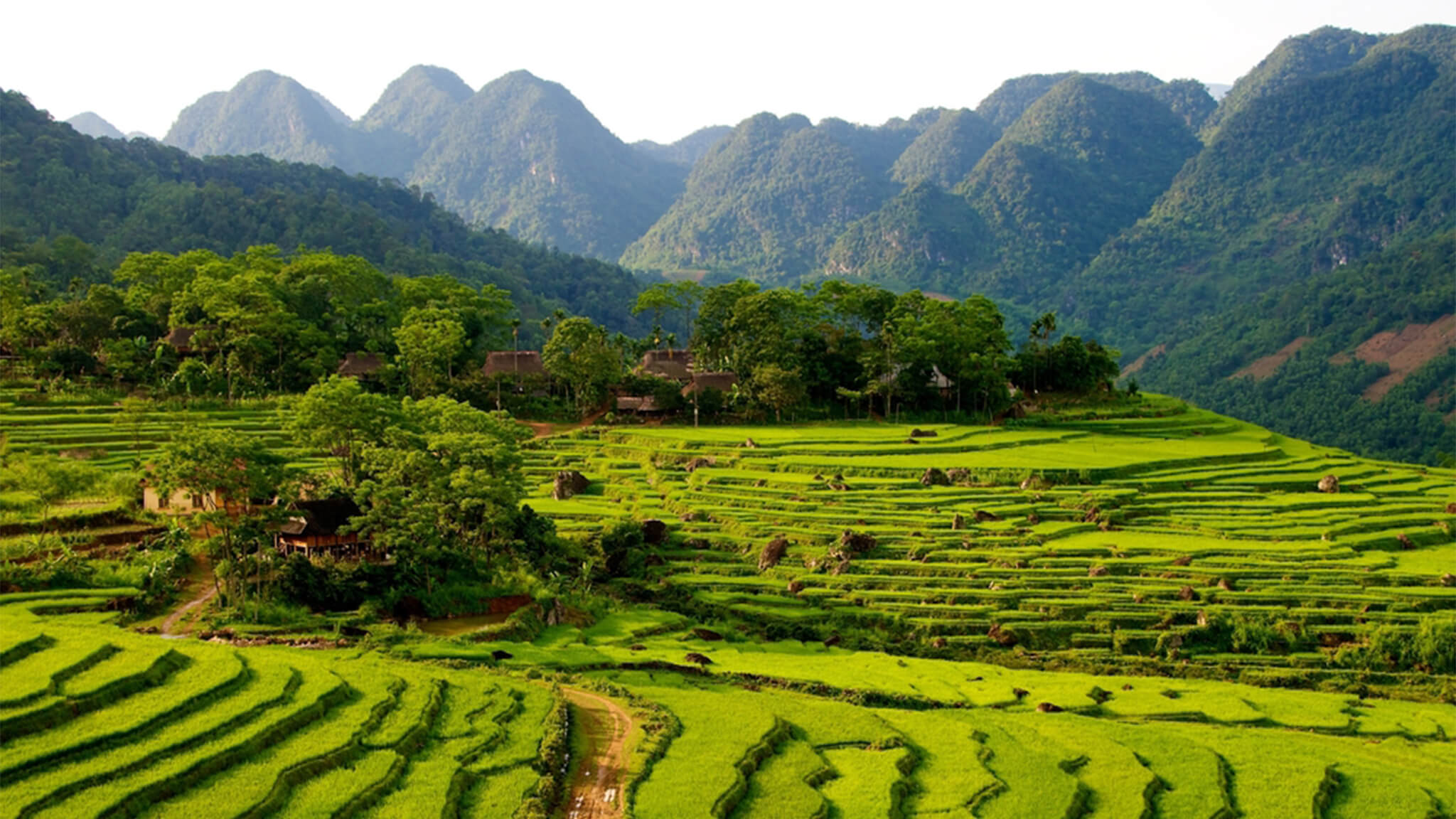 Rice fields in Mai Chau Ninh Binh 