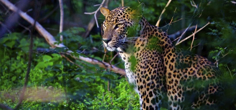 sri-lanka leopard