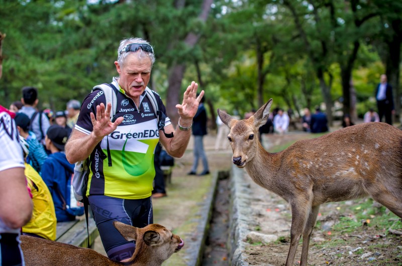 Encounters with Nara's friendly deer—an iconic moment for cyclists on Grasshopper Adventures Bike Tours in Japan. 
